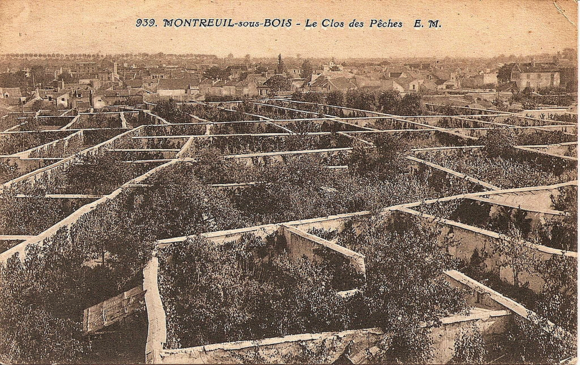 Fruit walls to grow peaches in Montreuil, suburb of Paris in the 19th century